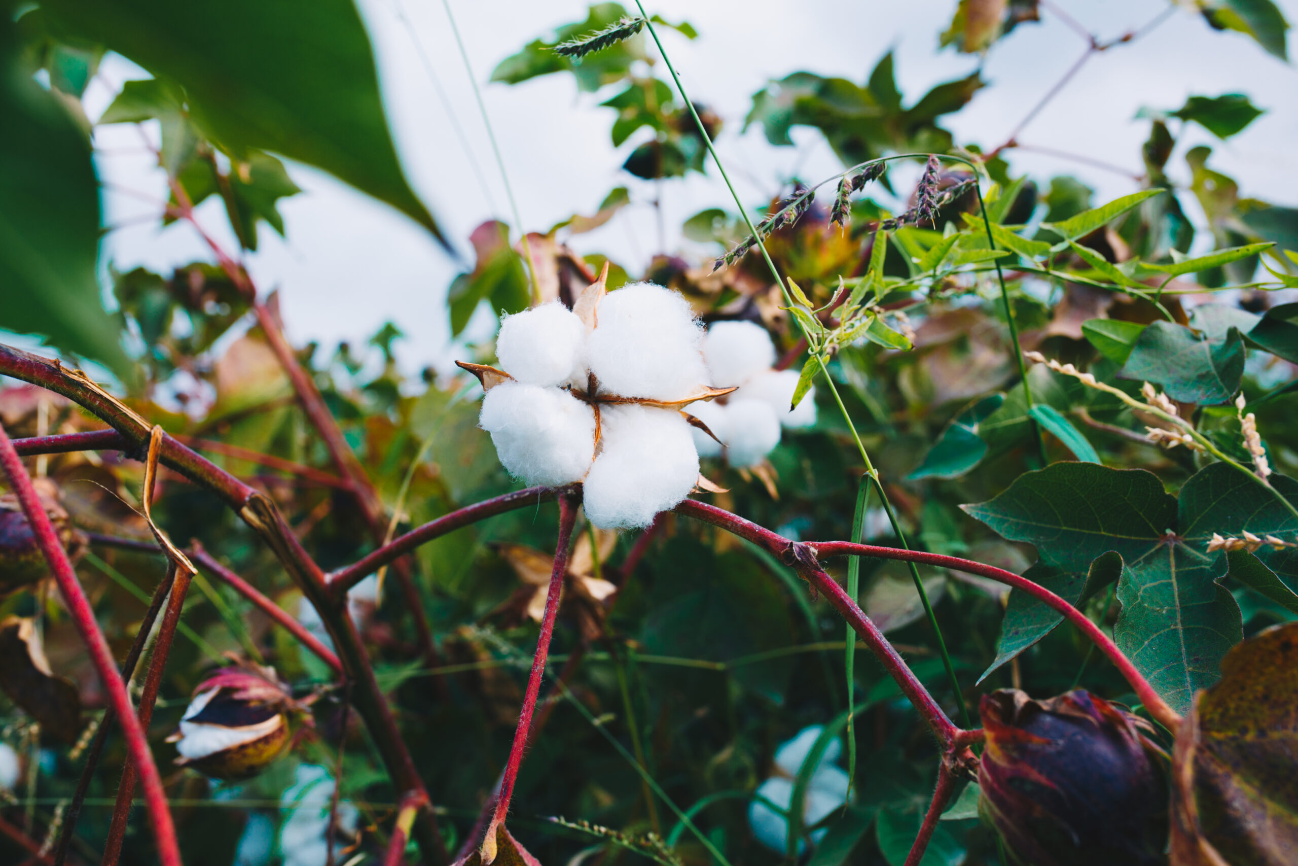 Cotton On is Still Fast Fashion, No Matter How Many Trees They Plant